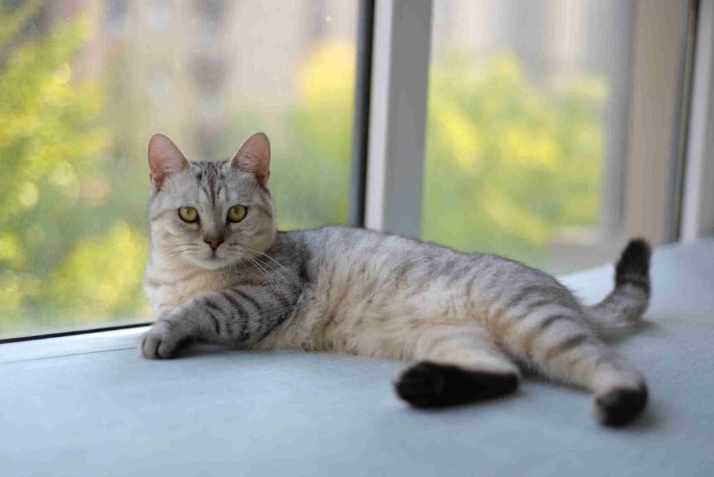 বিড়াল নিয়ে ক্যাপশন বাংলা & Caption for cats in English