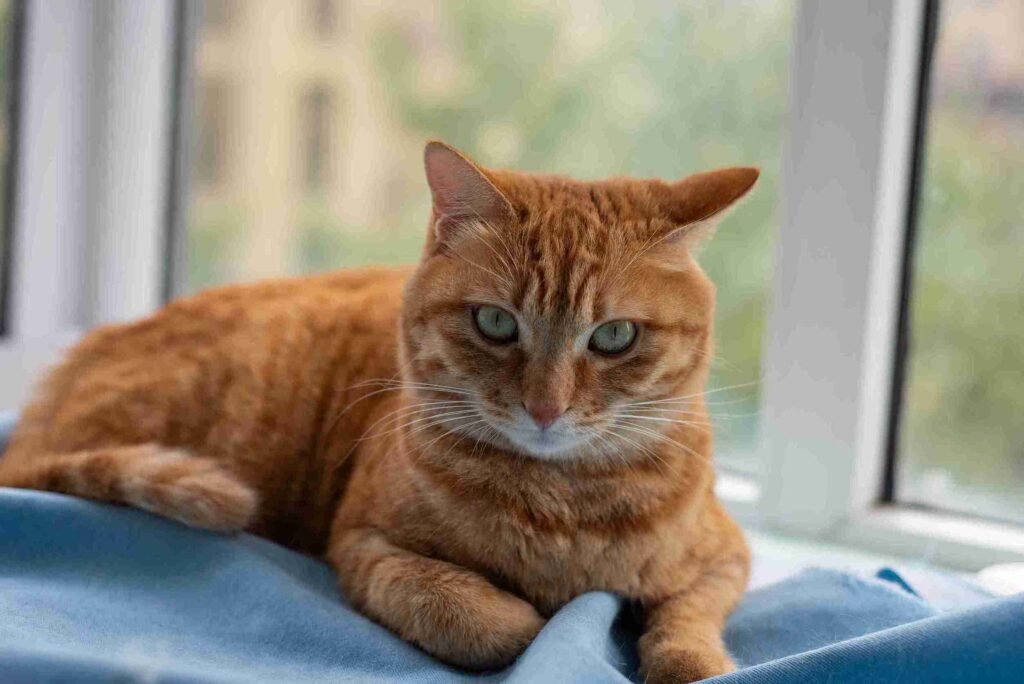 বিড়াল নিয়ে ক্যাপশন বাংলা & Caption for cats in English