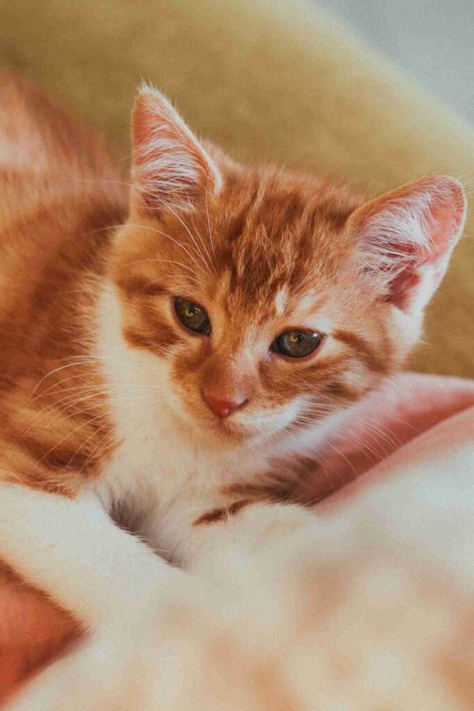 বিড়াল নিয়ে ক্যাপশন বাংলা & Caption for cats in English