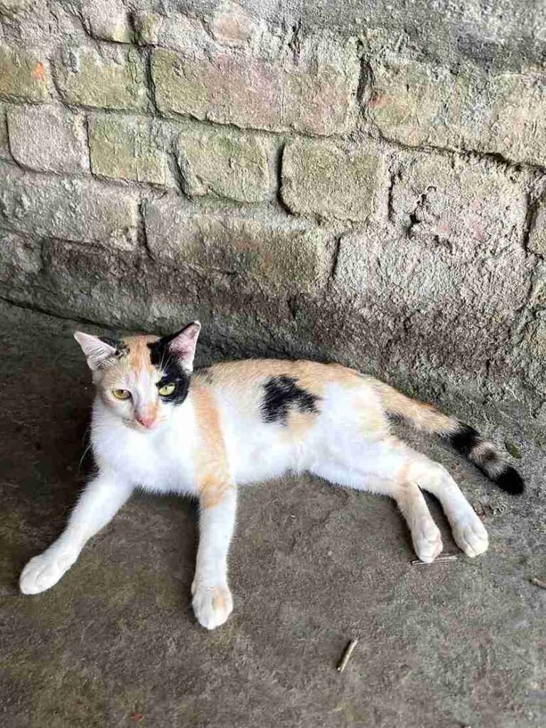 বিড়াল নিয়ে ক্যাপশন বাংলা & Caption for cats in English