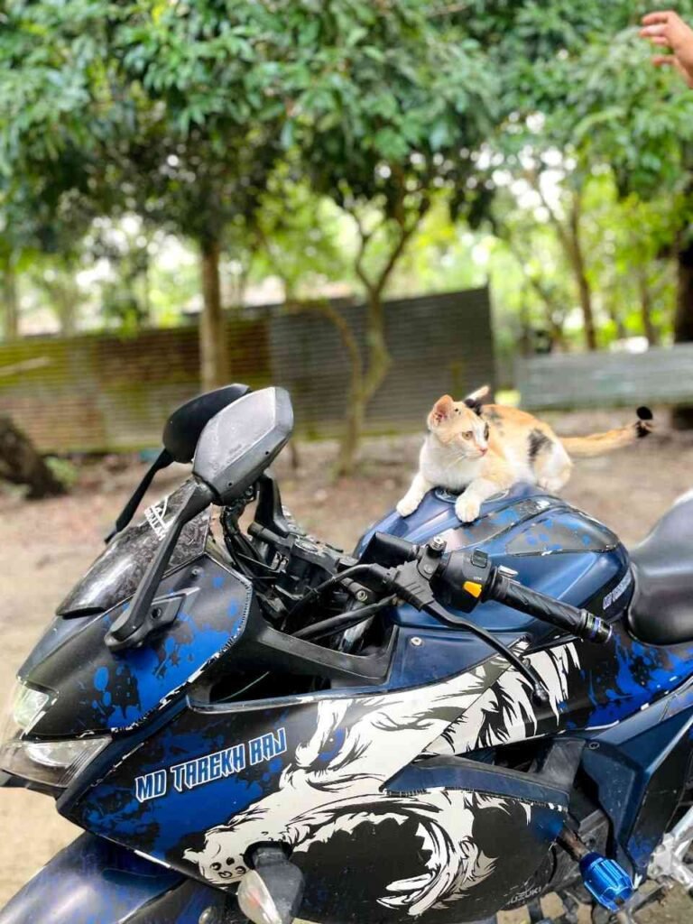 বিড়াল নিয়ে ক্যাপশন বাংলা & Caption for cats in English
